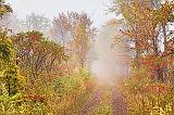 Autumn Trail In Fog_28507